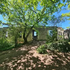 Ruinen des Rosenstein bei Heubach, umgeben von üppigem Grün und beschattet von einem Baum.
