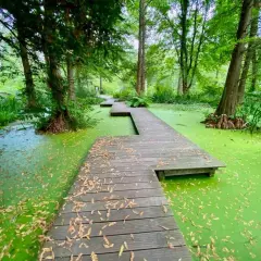 Ein Holzsteg führt durch einen leuchtend grünen Sumpf, umgeben von üppiger Vegetation. Ein echter Geheimtipp in Bochum für Naturliebhaber.