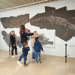 Familie bestaunt Fossilien im Holzmaden Dinopark. Ein riesiges Ichthyosaurier-Skelett hängt an der Wand.