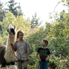 Ein Mädchen und ein Junge erleben eine spannende Alpaka Wanderung mit Kindern. Sie stehen neben einem flauschigen Alpaka im Grünen.