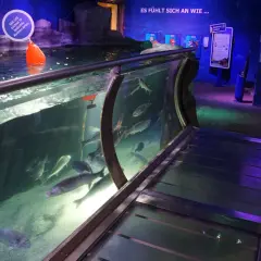 Fische schwimmen in einem Aquarium. Ein Schild weist auf den "Tauchgang" hin. Ein schöner Ausflug ins SEA LIFE.
