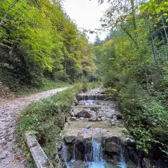 Ein Weg führt durch einen Wald mit einem Bach. Perfekt für eine Feldlahnalm Wanderung.