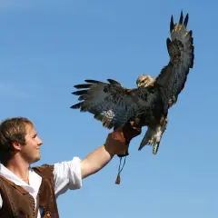 Falkner mit einem Bussard auf der Hand vor blauem Himmel, ein Erlebnis der Burgfalknerei Hohenbeilstein.