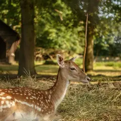 Ein Reh liegt im Stroh im Wildpark Tannenbusch. Die vielen positiven Wildpark Tannenbusch Rezensionen spiegeln diese friedliche Szene wider.