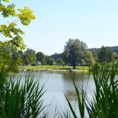 Grünes Schilf am Ufer eines Sees, im Hintergrund eine Liegewiese mit Badegästen und Bäumen. Perfekt für eine Auszeit beim Wandern in Leutkirch.