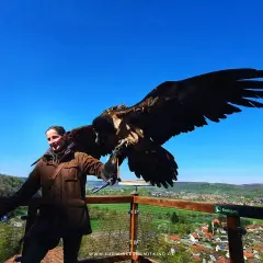 Falknerei Guttenberg: Ein Adler breitet seine Flügel aus, während ein Falkner ihn auf einem Aussichtspunkt hält.