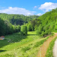 Idyllische Filsursprung Wanderung: Schafherde auf grüner Wiese, kleiner Schuppen, Wald und Weg.