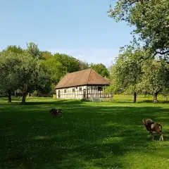 Mufflons grasen auf einer Wiese im Tierpark Ludwigsburg vor einem Fachwerkhaus.