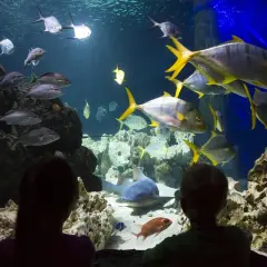 Zwei Kinder bestaunen im Aquarium Konstanz eine bunte Unterwasserwelt mit Haien und vielen Fischen.