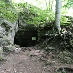 Ein finsteres Loch, eine Höhle mit Gittertor, umgeben von moosbewachsenen Felsen und verschlungenen Baumwurzeln im Wald.