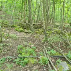 Verwilderte Mauerreste der Burg Steinach im dichten Wald. Moosbedeckte Steine und Äste liegen verstreut.