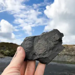 Ein Fossil, gefunden im Schiefersteinbruch Kromer, wird gegen einen dramatischen Himmel gehalten.