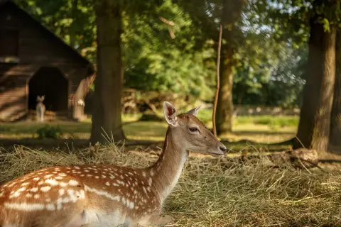Ein Reh liegt im Stroh im Wildpark Tannenbusch. Die vielen positiven Wildpark Tannenbusch Rezensionen spiegeln diese friedliche Szene wider.