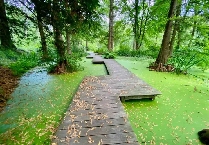 Ein Holzsteg führt durch einen leuchtend grünen Sumpf, umgeben von üppiger Vegetation. Ein echter Geheimtipp in Bochum für Naturliebhaber.