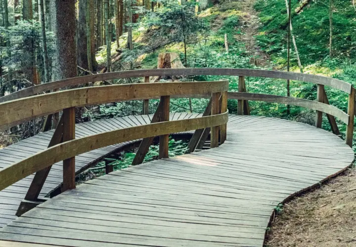 Ein geschwungener Holzsteg führt durch einen Wald. Ein naturatum erlebniswaldpfad lädt zum Entdecken ein.