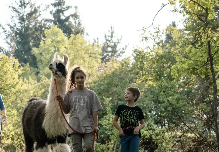 Ein Mädchen und ein Junge erleben eine spannende Alpaka Wanderung mit Kindern. Sie stehen neben einem flauschigen Alpaka im Grünen.