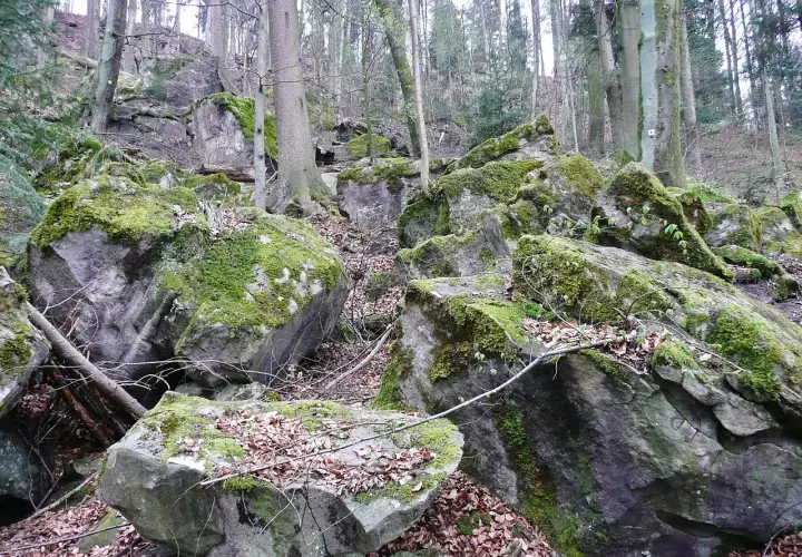 Moosbewachsene Felsen im Felsenmeer Murrhardt, umgeben von Bäumen und Laub.