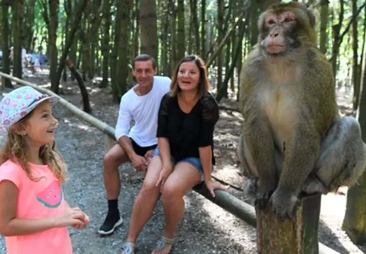 Familie am Affenberg Salem Spielplatz. Ein Affe sitzt auf einem Baumstamm, während ein Mädchen und ihre Eltern zuschauen.