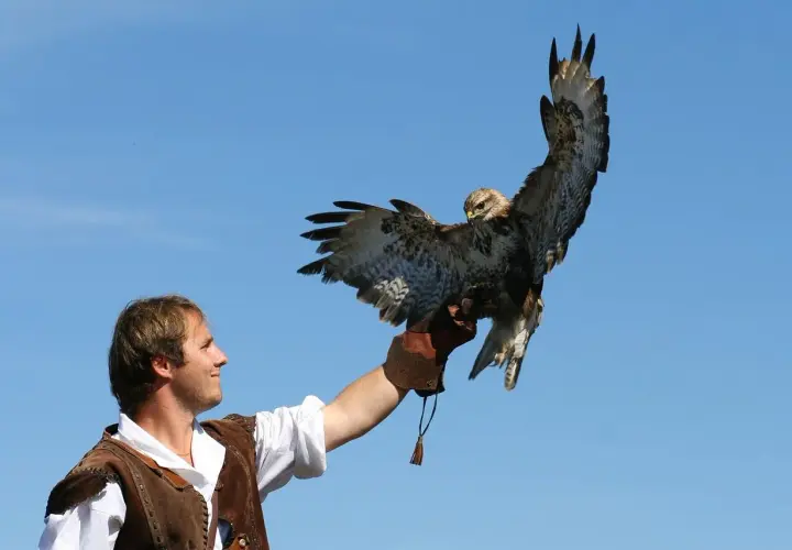 Falkner mit einem Bussard auf der Hand vor blauem Himmel, ein Erlebnis der Burgfalknerei Hohenbeilstein.