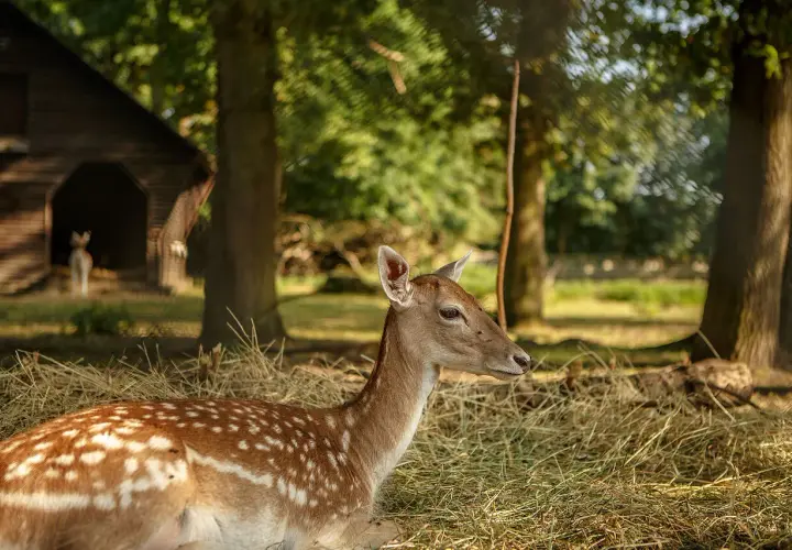 Ein Reh liegt im Stroh im Wildpark Tannenbusch. Die vielen positiven Wildpark Tannenbusch Rezensionen spiegeln diese friedliche Szene wider.