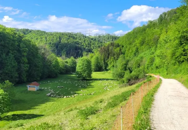 Idyllische Filsursprung Wanderung: Schafherde auf grüner Wiese, kleiner Schuppen, Wald und Weg.