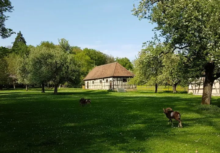 Mufflons grasen auf einer Wiese im Tierpark Ludwigsburg vor einem Fachwerkhaus.