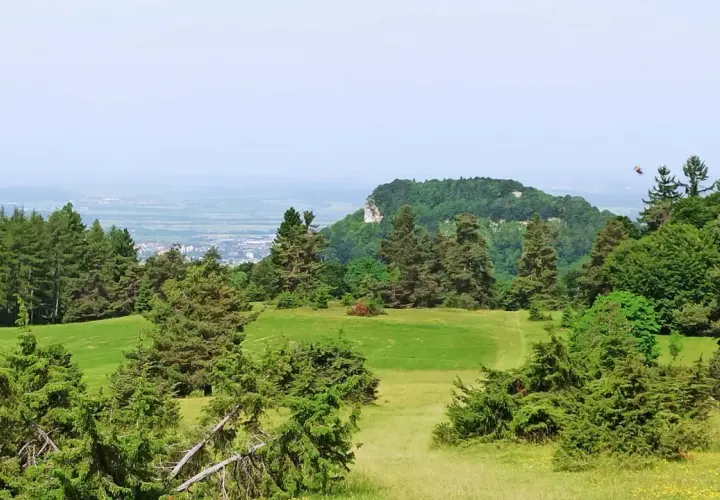 Grüne Wiesen und Nadelbäume umgeben ein Felsenmeer bei Albstadt. Im Hintergrund erstreckt sich eine Stadt unter einem blauen Himmel.