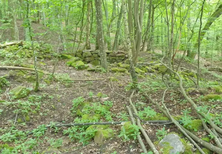 Verwilderte Mauerreste der Burg Steinach im dichten Wald. Moosbedeckte Steine und Äste liegen verstreut.