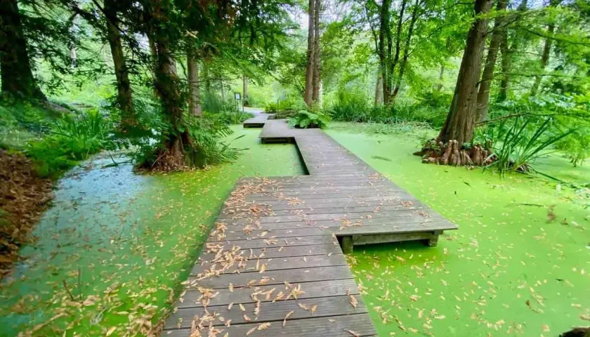Ein Holzsteg führt durch einen leuchtend grünen Sumpf, umgeben von üppiger Vegetation. Ein echter Geheimtipp in Bochum für Naturliebhaber.