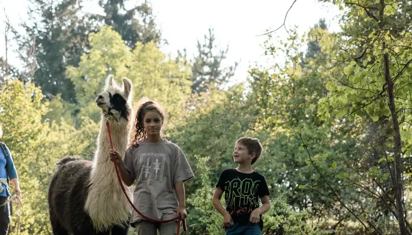 Ein Mädchen und ein Junge erleben eine spannende Alpaka Wanderung mit Kindern. Sie stehen neben einem flauschigen Alpaka im Grünen.