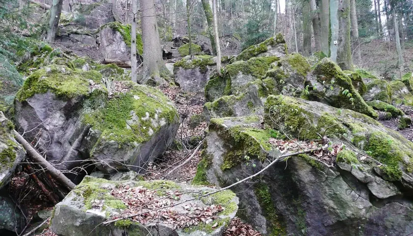 Moosbewachsene Felsen im Felsenmeer Murrhardt, umgeben von Bäumen und Laub.