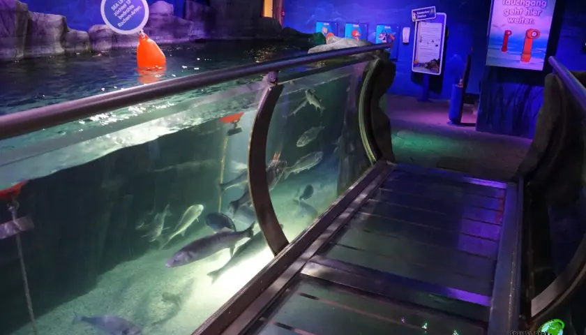 Fische schwimmen in einem Aquarium. Ein Schild weist auf den "Tauchgang" hin. Ein schöner Ausflug ins SEA LIFE.