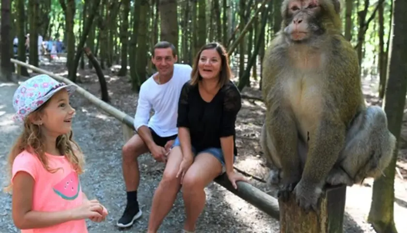 Familie am Affenberg Salem Spielplatz. Ein Affe sitzt auf einem Baumstamm, während ein Mädchen und ihre Eltern zuschauen.