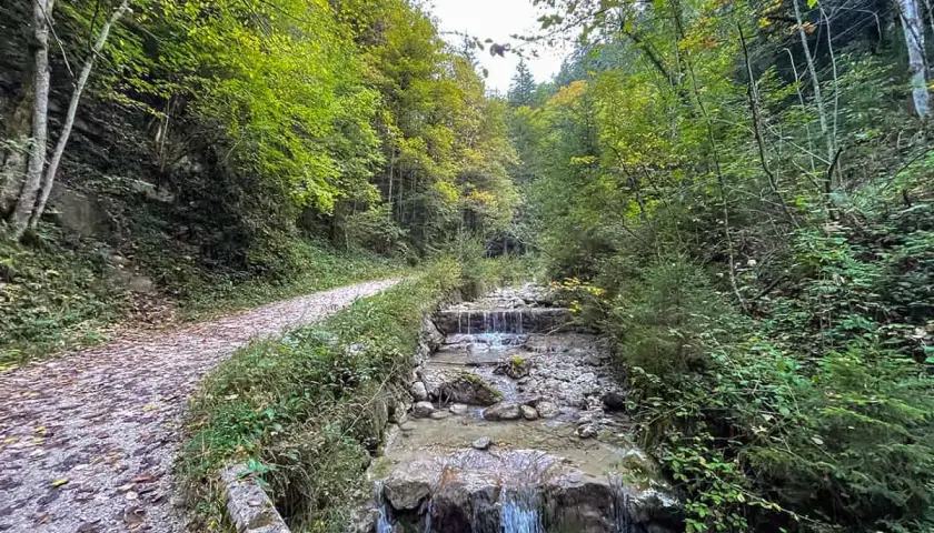 Ein Weg führt durch einen Wald mit einem Bach. Perfekt für eine Feldlahnalm Wanderung.