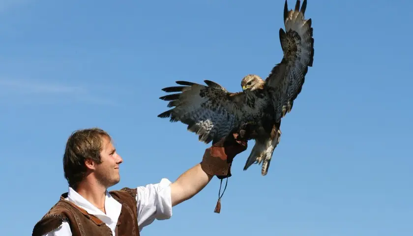 Falkner mit einem Bussard auf der Hand vor blauem Himmel, ein Erlebnis der Burgfalknerei Hohenbeilstein.
