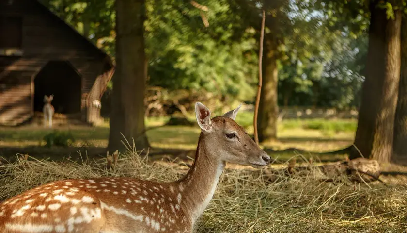 Ein Reh liegt im Stroh im Wildpark Tannenbusch. Die vielen positiven Wildpark Tannenbusch Rezensionen spiegeln diese friedliche Szene wider.
