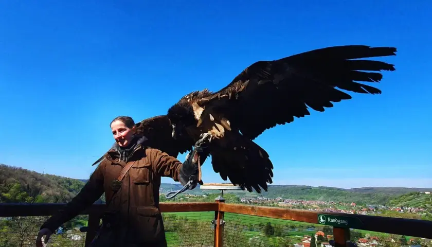 Falknerei Guttenberg: Ein Adler breitet seine Flügel aus, während ein Falkner ihn auf einem Aussichtspunkt hält.