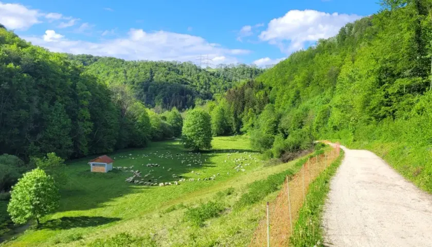 Idyllische Filsursprung Wanderung: Schafherde auf grüner Wiese, kleiner Schuppen, Wald und Weg.