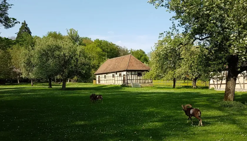Mufflons grasen auf einer Wiese im Tierpark Ludwigsburg vor einem Fachwerkhaus.