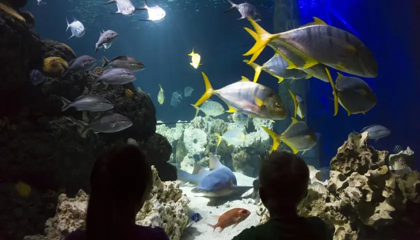 Zwei Kinder bestaunen im Aquarium Konstanz eine bunte Unterwasserwelt mit Haien und vielen Fischen.