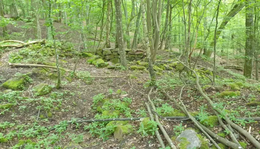 Verwilderte Mauerreste der Burg Steinach im dichten Wald. Moosbedeckte Steine und Äste liegen verstreut.