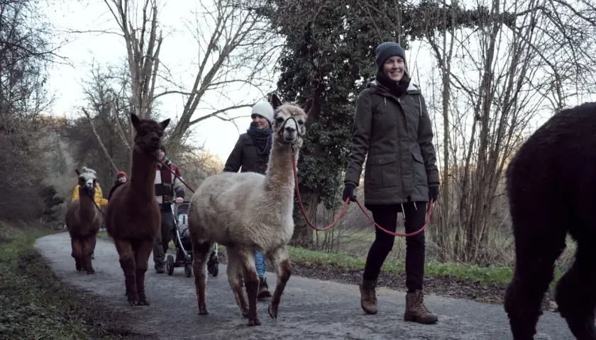 Eine Gruppe von Menschen und Alpakas genießt eine entspannte Alpaka Wanderung in Waiblingen.