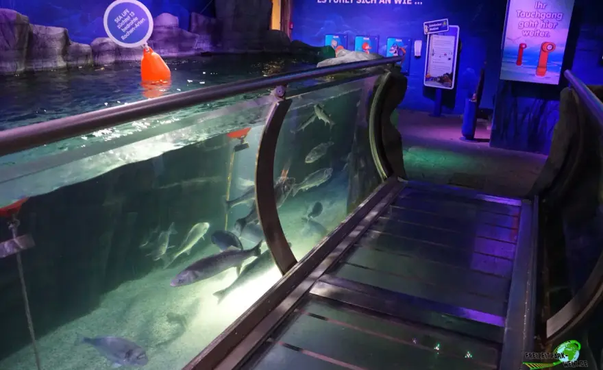 Aquarium-Besuch mit Kindern - So wird er zum Erfolg!