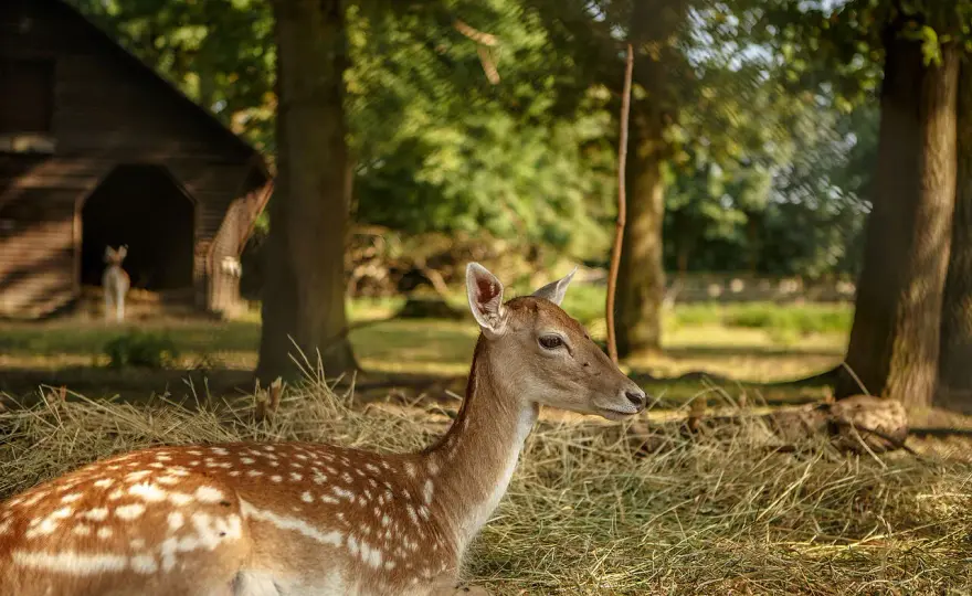 Wildpark Tannenbusch - Lohnt sich der Ausflug für Familien?