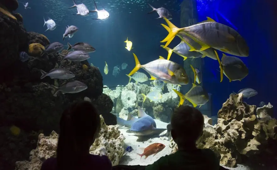 SEA LIFE Konstanz mit Familie - Lohnt sich das wirklich?