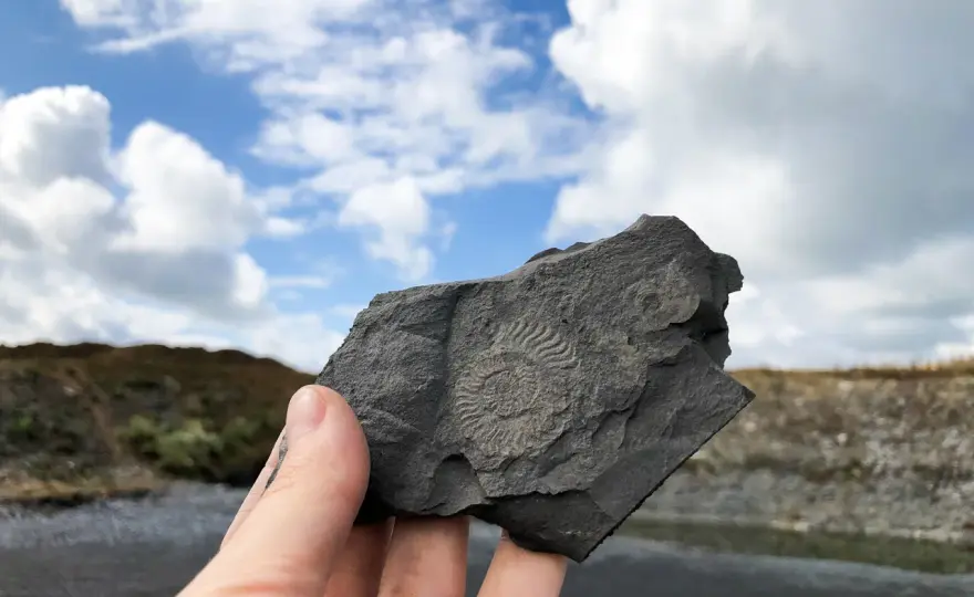 Schieferbruch Kromer Ohmden - Fossilien finden leicht gemacht