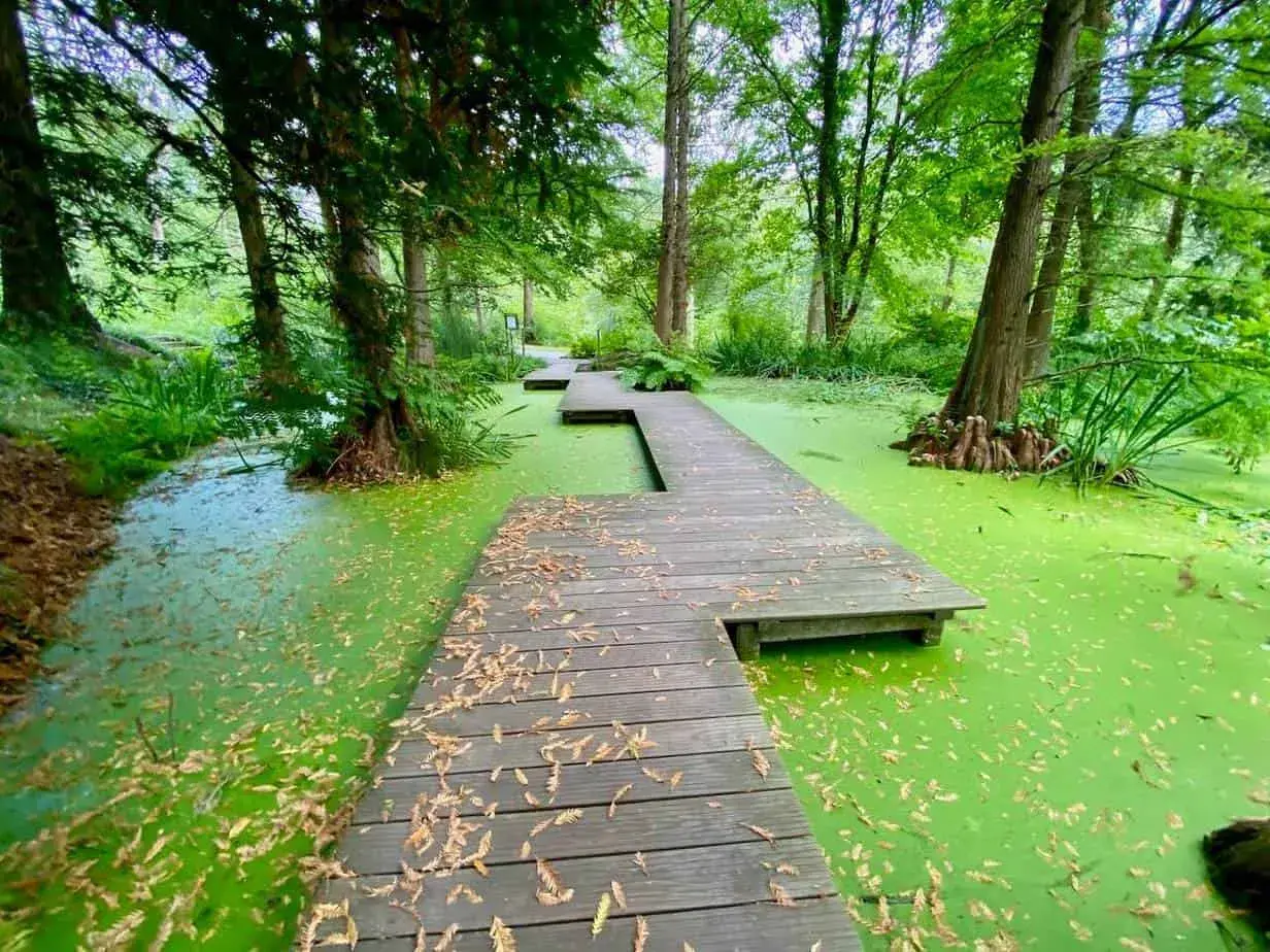 Ein Holzsteg führt durch einen leuchtend grünen Sumpf, umgeben von üppiger Vegetation. Ein echter Geheimtipp in Bochum für Naturliebhaber.