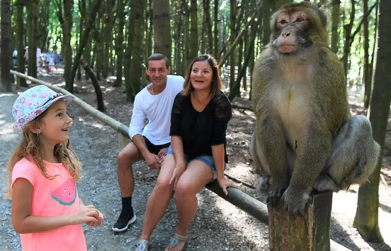 Familie am Affenberg Salem Spielplatz. Ein Affe sitzt auf einem Baumstamm, während ein Mädchen und ihre Eltern zuschauen.