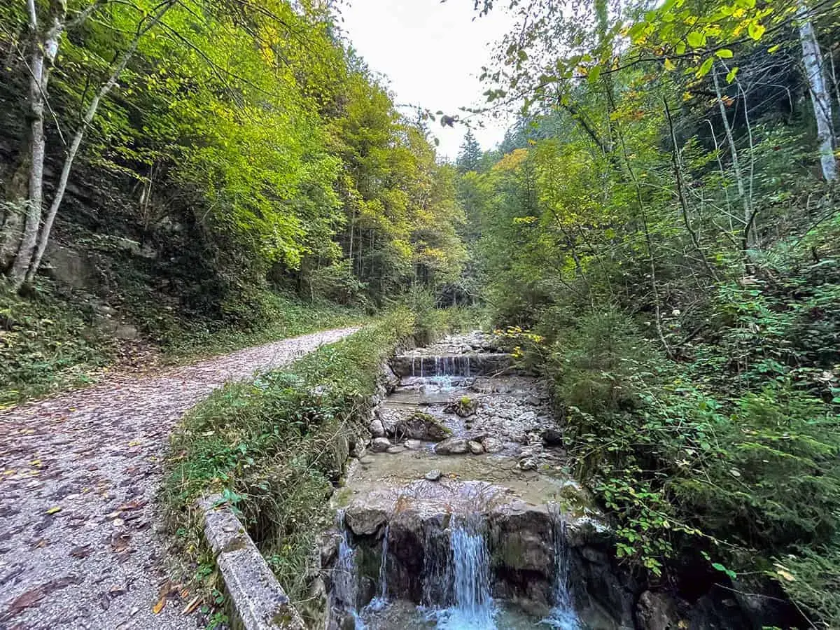 Ein Weg führt durch einen Wald mit einem Bach. Perfekt für eine Feldlahnalm Wanderung.