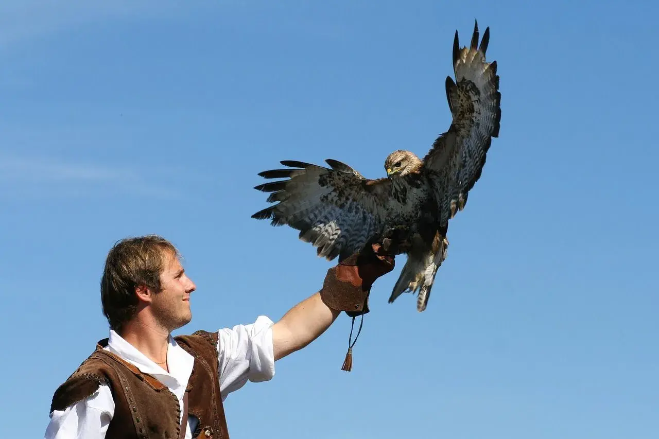 Falkner mit einem Bussard auf der Hand vor blauem Himmel, ein Erlebnis der Burgfalknerei Hohenbeilstein.